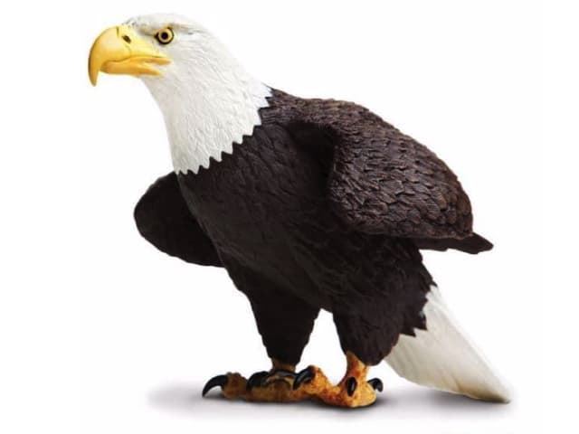 Águila De Cabeza Blanca XL De Juguete Safari 251029 - Imagen 1