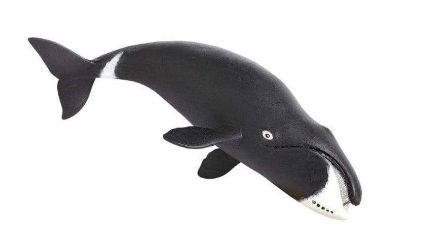 Ballena de groenlandia  safari - Imagen 2