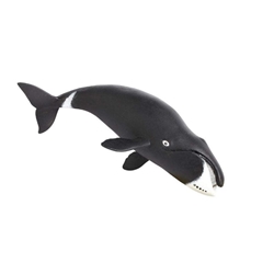 Ballena de groenlandia  safari - Imagen 2