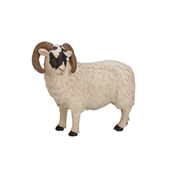 Carnero cara negra - Imagen 1