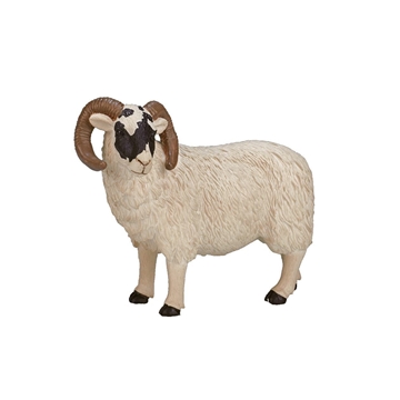 Carnero cara negra - Imagen 1