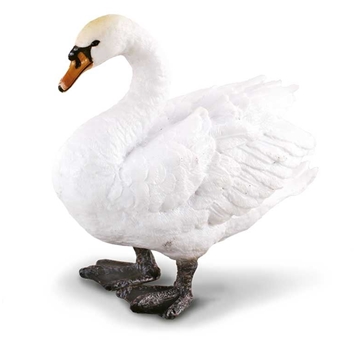 Cisne collecta - Imagen 1