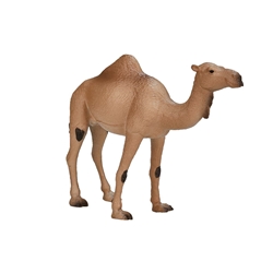 Dromedario - Imagen 1