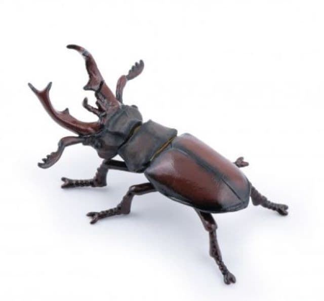 Escarabajo ciervo vacaloura PAPO 50281 - Imagen 1
