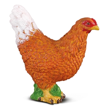 Gallina collecta - Imagen 1