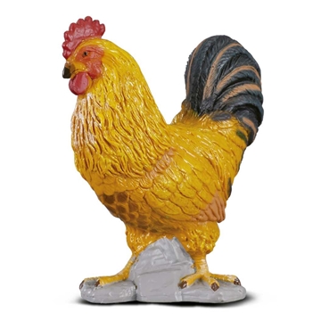 Gallo collecta - Imagen 1