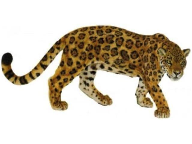 Jaguar PAPO 50094 - Imagen 1