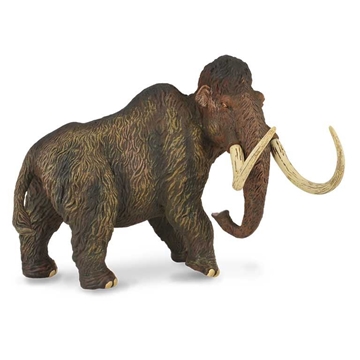 Mamut collecta - Imagen 1