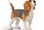 Perro de juguete beagle - Imagen 1