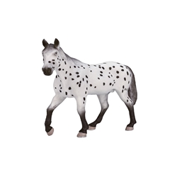 Semental Appaloosa - Imagen 1