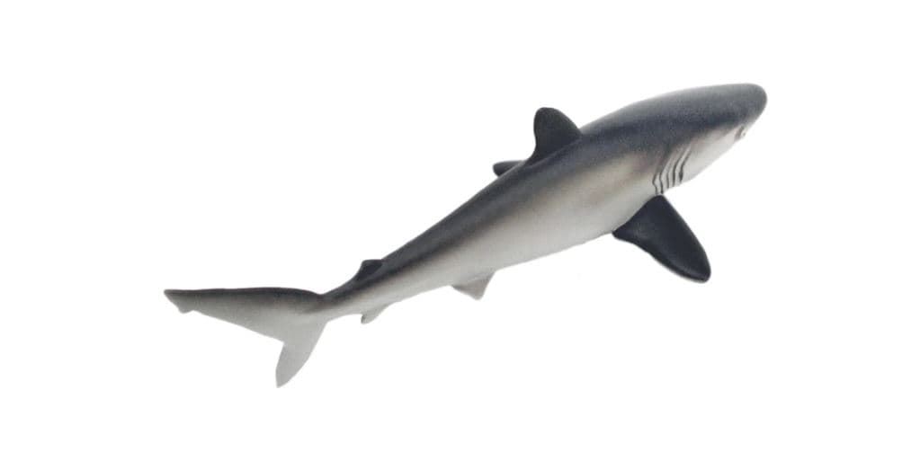 Tiburón safari 100208 - Imagen 1