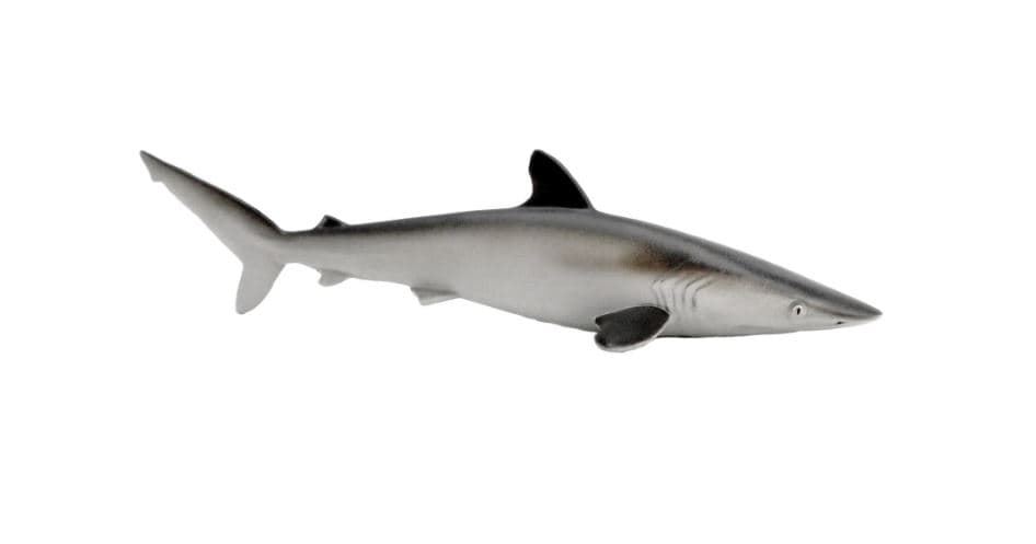 Tiburón safari 100208 - Imagen 2