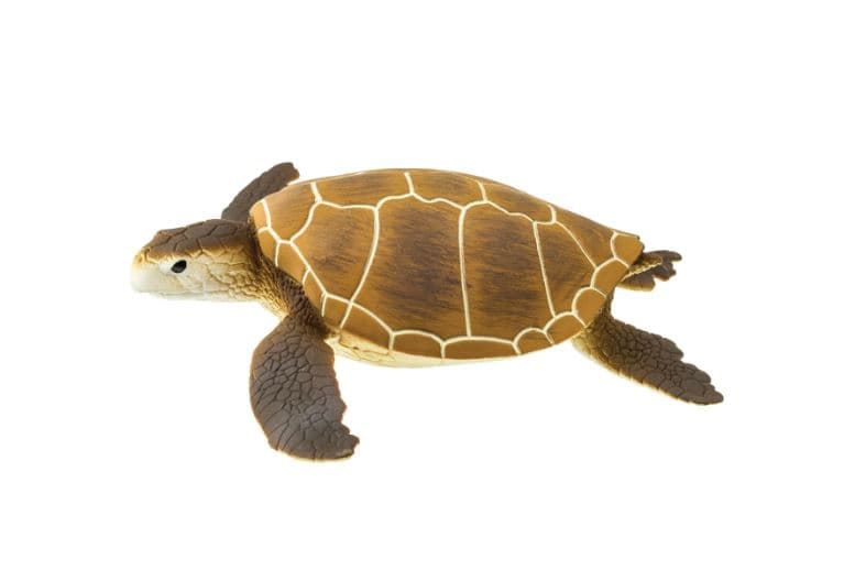 Tortuga marina verde safari 202329 - Imagen 1