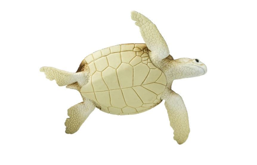 Tortuga marina verde safari 202329 - Imagen 2